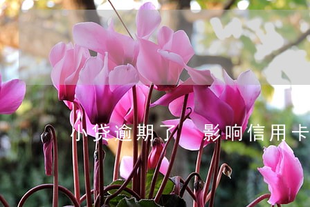 小贷逾期了 影响信用卡吗